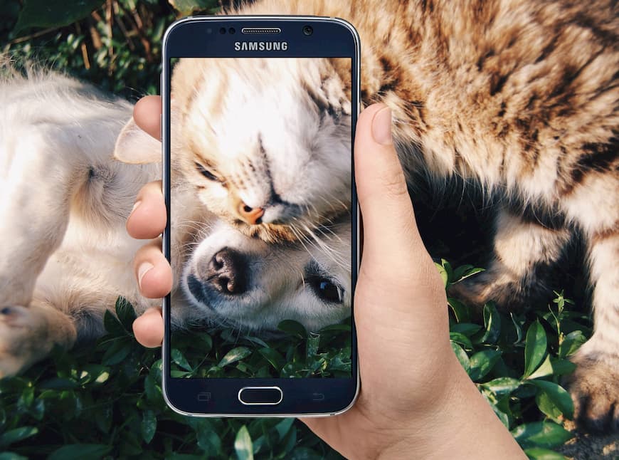 Smartphones pueden generar depresión en mascotas